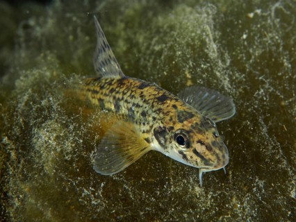 A gudgeon (Gobio gobio) with a striking pattern resting between aquatic plants, Zollbrücke dive