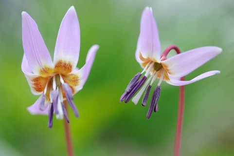 Dog's Fawn Lily (Erythronium dens-canis), Emsland, Lower Saxony, Germany, Europe