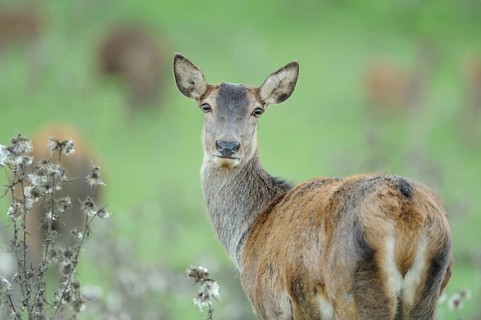 Rear view of a roe deer, looking slightly backwards, in natural grassland, red deer (Cervus