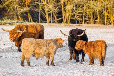 A family of Highland cattle (Bos primigenius), a bull, a cow and two calves are standing at the