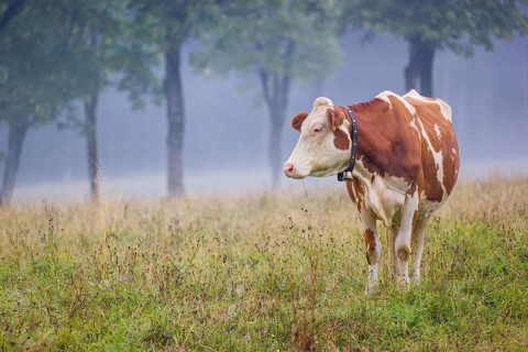 A Holstein Friesian cow stands grazing on a meadow with trees on a foggy day. Eng Valley, Austria,