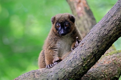 Red-bellied lemur (Eulemur rubriventer), adult, female, on tree trunk, alert, Madagascar, Africa