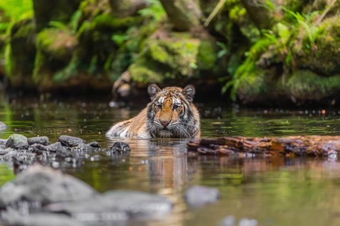 One young female Siberian Tiger, Panthera tigris altaica, lying resting in the cool fresh water of