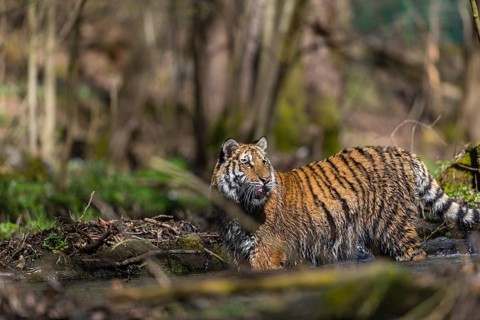One young female Siberian Tiger, Panthera tigris altaica, standing on shore of a creek in a forest.