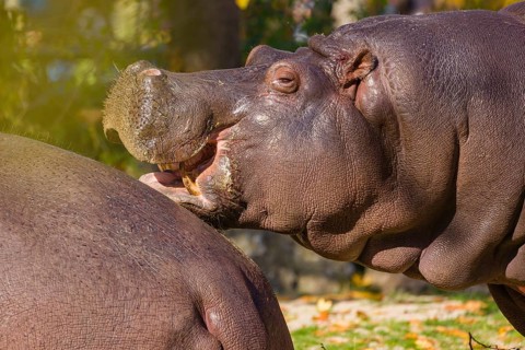 Two hippopotamus or hippo (Hippopotamus amphibius), standing on a river bank