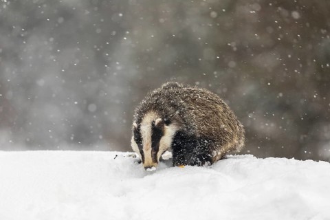 One young European badger (Meles meles) walking through deep snow during snow fall