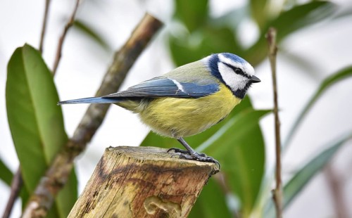 Blue tit (Cyanistes caeruleus) on a branch in cherry laurel, (Prunus laurocerasus)