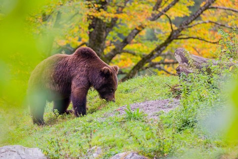 A young male brown bear (Ursus arctos arctos) stands on top of a small hill. Trees in fall foliage