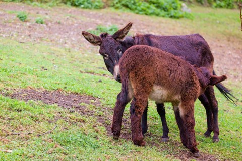 A female domestic donkey, Equus (africanus) asinus nurses her young on a green paddock