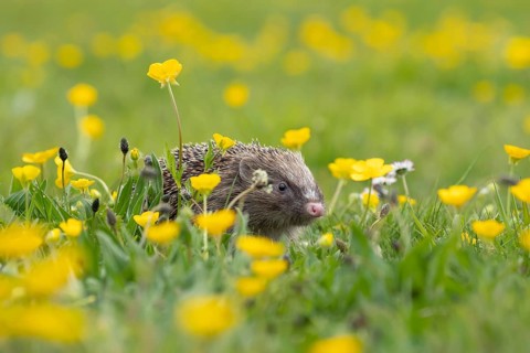 European hedgehog (Erinaceus europaeus) adult animal in a spring time meadow with flowering