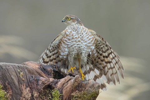Sparrowhawk (Accipiter nisus) male, plumage drying, sitting on a root, wildlife, bird of prey,