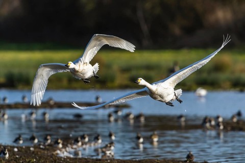 Tundra Swan, Bewick's Swan, Cygnus columbianus in flight at winter in Slimbridge, England, United