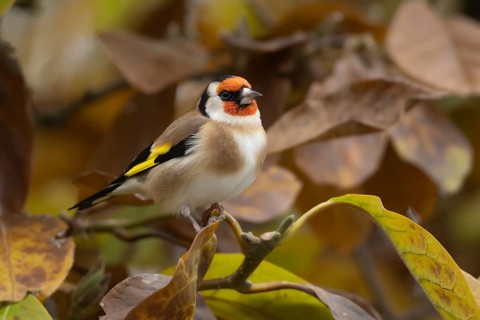 European goldfinch (Carduelis carduelis) adult bird in a garden Magnolia tree with autumn leaves,