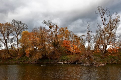Autumn foliage colouring on the banks of the Mulde river near Dessau, Autumn atmosphere in the