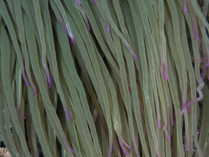 Close-up of anemone with long green tentacles and purple tips, wax rose (Anemonia sulcata), dive
