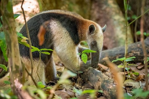 Northern tamandua (Tamandua mexicana), anteater foraging on the forest floor, in the rainforest,