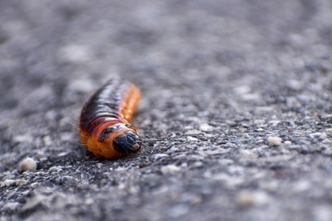 Caterpillar of the willow borer (Cossus cossus) on tarred road, seen in Berchtesgaden National