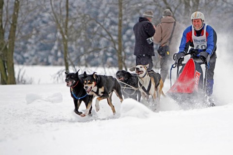 Sled dog race, Winterberg, Sauerland, North Rhine-Westphalia, Germany, snowy landscape, sled dogs,
