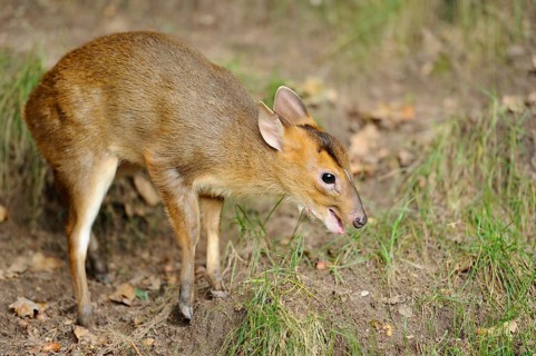 A muntjac standing on a forest floor, surrounded by grass and autumn leaves, Chinese muntjac