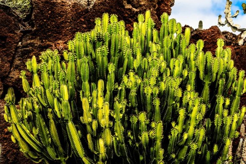 2016, Guatiza, Lanzarote, Jardin de Cactus by Cesar Manrique, ESP, Spain, Canary Islands, Canary