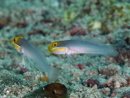 Two yellow-grey fish, golden-fronted sleeper goby (Valenciennea strigata), hovering above the sandy