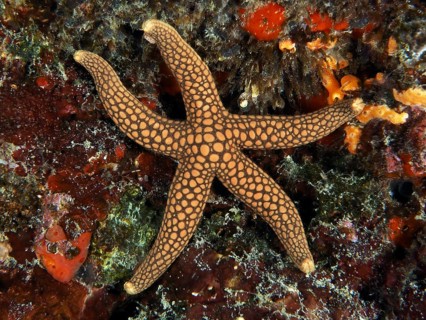 Starfish with dot pattern, New Caledonia starfish, yellow reticulated starfish (Nardoa