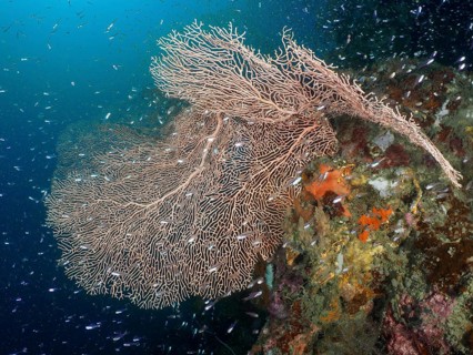 Giant fan coral (Annella mollis) surrounded by a school of fish in the turquoise sea, dive site