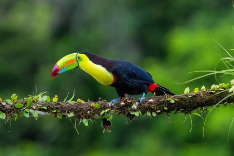 Fishing Toucan (Ramphastos sulfurantus), Toucans (Ramphastidae), Laguna del Lagarto Lodge,