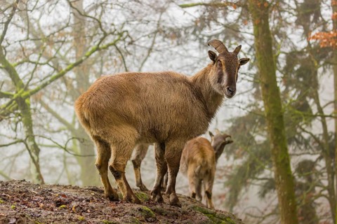 Two female Himalayan Tahr (Hemitragus jemlahicus) stand in the forest on a foggy day