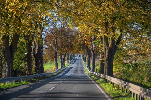Autumnal lime tree avenue (Tilia) and chestnut avenue (Castanea) on a federal road B 104,