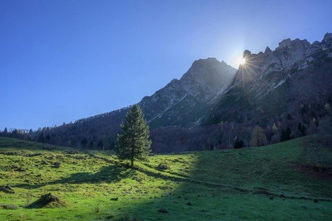 Sun star over mountain range and single tree on the path of the big trees in the Piccolo Dolomiti,