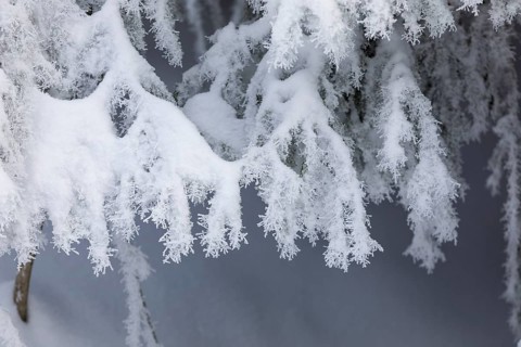 The crystals of hoarfrost look like lace on the snow-covered fir branches, winter landscape on the