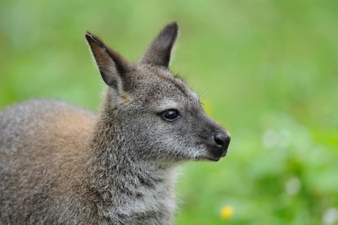 Close-up of a kangaroo in front of a green, blurred background, looking to the side, red-necked