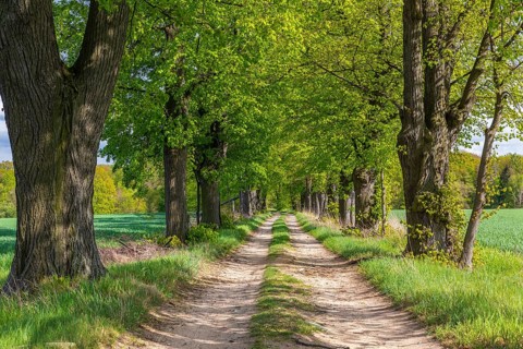 Path through the 200-year-old avenue of lime trees, mainly winter lime trees (Tilia cordata),