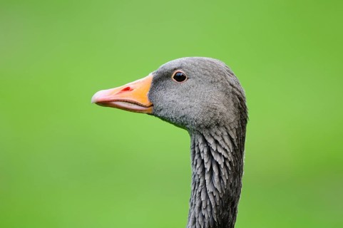 Close-up of a grey goose with an orange beak against a green background, greylag goose (Anser