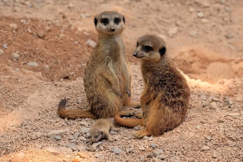 Tiger nut (Suricata suricatta), adult, two adults, juvenile, newborn, baby, at the burrow, social