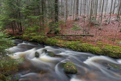 Kleine Ohe creek below Waldhaeuser village in the Bavarian Forest Nationalpark. Flowing water and