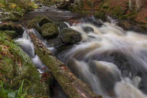 Kleine Ohe creek below Waldhaeuser village in the Bavarian Forest Nationalpark. Flowing water and