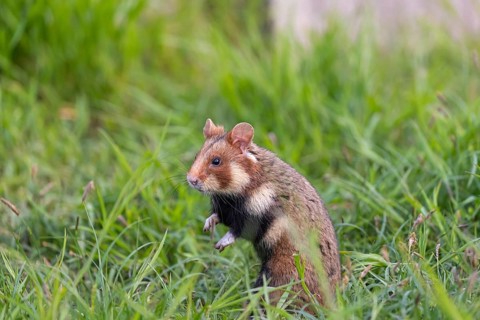 One European hamster (Cricetus cricetus), Eurasian hamster, black-bellied hamster or common