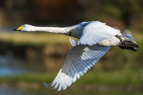 Tundra Swan, Bewick's Swan, Cygnus columbianus in flight at winter in Slimbridge, England, United