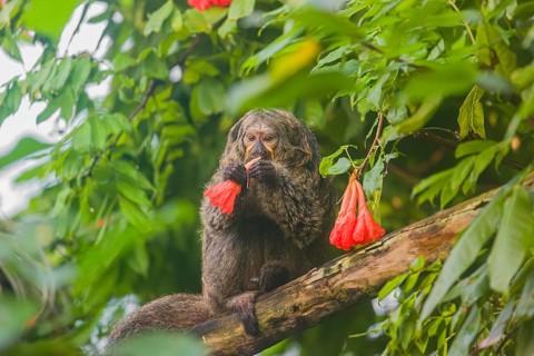 A female white-faced saki (Pithecia pithecia) sits in a Rose of Venezuela (Brownea grandiceps)