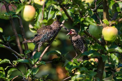 Common Starling, (Sturnus vulgaris), two juvenile birds perched on an apple tree branch, squabbling