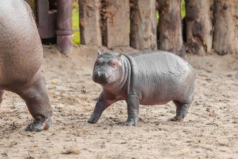 A baby hippopotamus (Hippopotamus amphibius) and its mother standing on a sandy riverbank