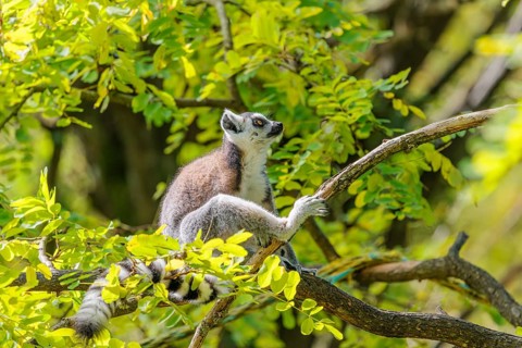 A ring-tailed lemur (Lemur catta) sits high up in a tree on a branch between fresh green leaves