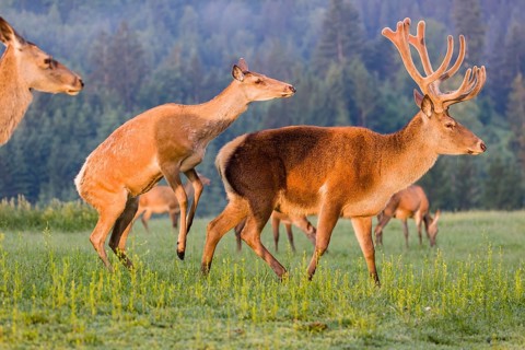 An Altai maral hind, Altai wapiti or Altai elk (Cervus canadensis sibiricus) rides up on a stag and