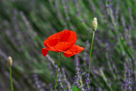 Corn poppy in a lavender field, Provence, France, Europe