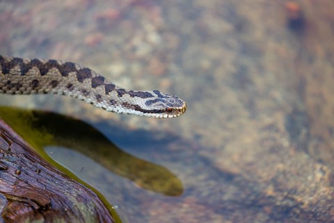 One Vipera berus, the common European adder or common European viper, creeps over a rootstock and