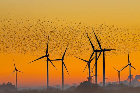 European starling murmuration, large flock of common starlings (Sturnus vulgaris) flying past wind