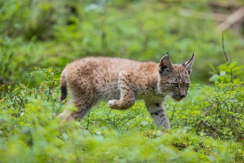 One young (10 weeks old) male Eurasian lynx, (Lynx lynx), walking through the wet undergrowth of a
