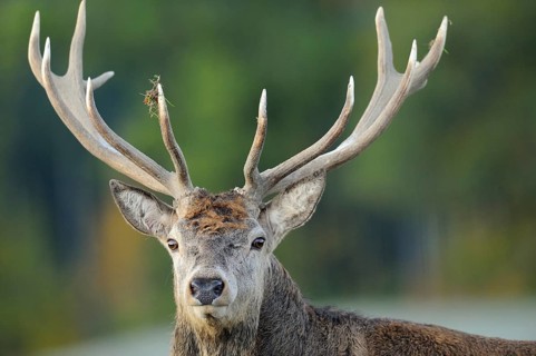 Close-up of a stag's head with remarkable antlers, red deer (Cervus elaphus), Bavaria